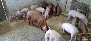 purcei -scrofițe - imagine 2