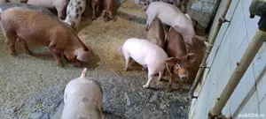 purcei -scrofițe - imagine 3