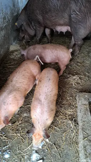 purcei -scrofițe - imagine 4