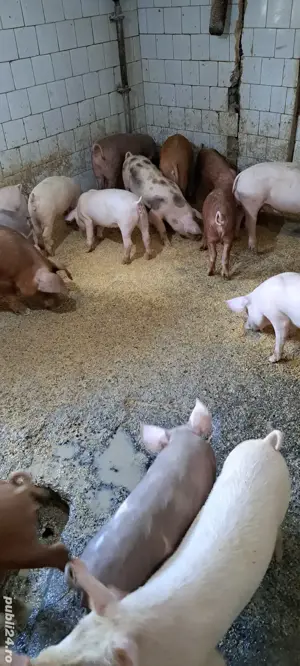 purcei -scrofițe - imagine 5