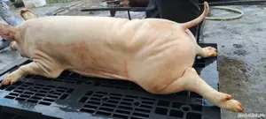 Purcei ptr rotisor proțap - imagine 2