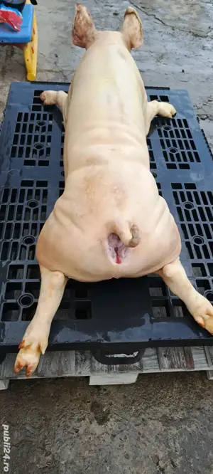 Purcei ptr rotisor proțap