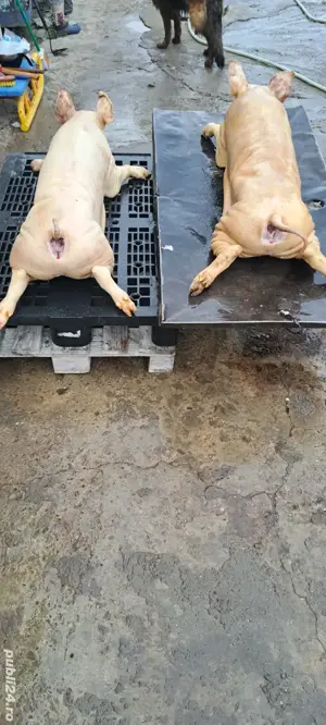 Purcei ptr rotisor proțap - imagine 4