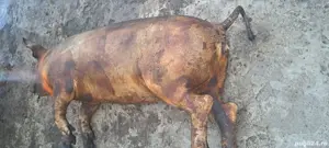 Purcei ptr rotisor proțap - imagine 5