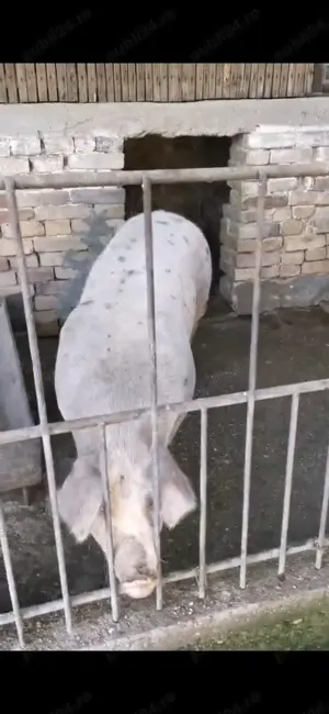 Vand doi porci 130 si 150 kg pret 20kg ( au fost crescuti cu mancare bio)