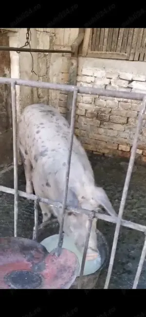 Vand doi porci 130 si 150 kg pret 20kg ( au fost crescuti cu mancare bio) - imagine 2