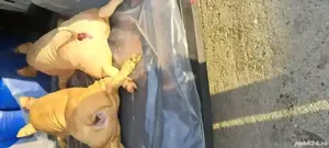 Purcei ptr rotisor proțap - imagine 3