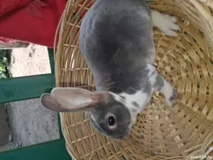 iepurasi Rex - imagine 2