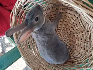 iepurasi Rex - imagine 3