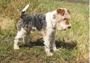 Pui de Fox Terrier tricolor cu păr sârmos - imagine 4