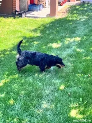 vand mascul Jagdterrier - imagine 3