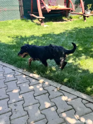 vand mascul Jagdterrier - imagine 2