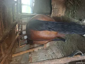 vând iapa 6 ani  - imagine 2 vând iapa 6 ani  - imagine 2