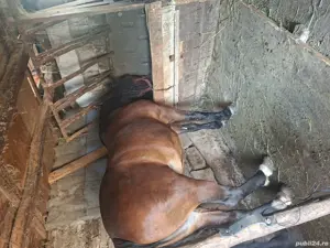 vând iapa 6 ani  - imagine 3 vând iapa 6 ani  - imagine 3