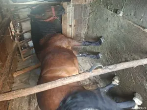 vând iapa 6 ani  - imagine 4 vând iapa 6 ani  - imagine 4