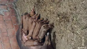 scroafa durok cu purcei de vânzare  - imagine 4