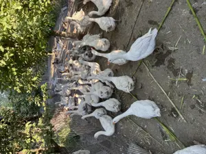 Vând boboci de gâscă