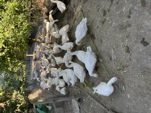 Vând boboci de gâscă  - imagine 2