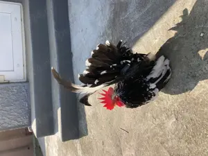 Păsări Chabo Bobat de vânzare !  - imagine 5