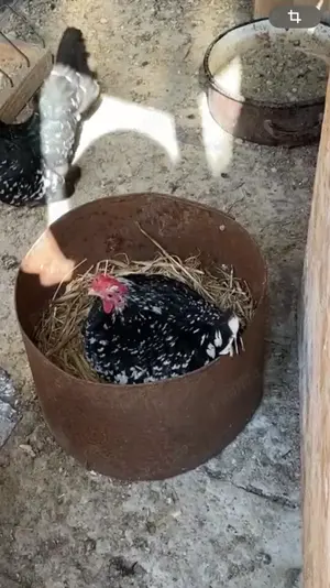 Ouă din păsări de expoziție Chabo Bobat de vânzare !  - imagine 2 Ouă din păsări de expoziție Chabo Bobat de vânzare !  - imagine 2