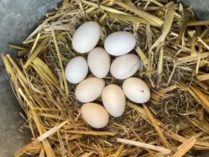 Ouă din păsări de expoziție Chabo Bobat de vânzare ! 