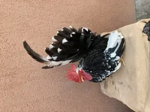 Ouă din păsări de expoziție Chabo Bobat de vânzare !  - imagine 4 Ouă din păsări de expoziție Chabo Bobat de vânzare !  - imagine 4