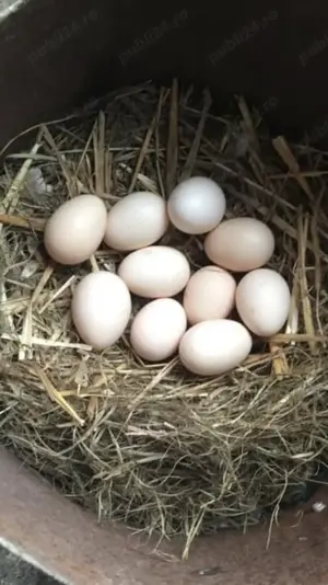 Ouă din păsări de expoziție Chabo Bobat de vânzare !  - imagine 5 Ouă din păsări de expoziție Chabo Bobat de vânzare !  - imagine 5