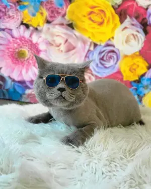 British Shorthair, motan, sterilizat