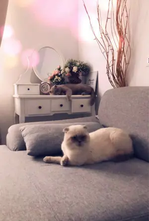 British Shorthair, motan, sterilizat - imagine 5