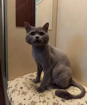 British Shorthair, motan, sterilizat - imagine 2
