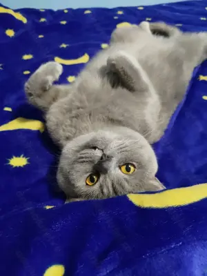 British Shorthair, motan, sterilizat - imagine 3