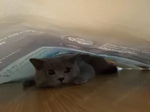 British Shorthair, motan, sterilizat - imagine 4