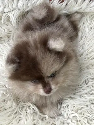 Pui de pomeranian- spitz pitic