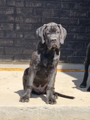 Pui cane corso părinți cu pedigree de exceptie - imagine 2