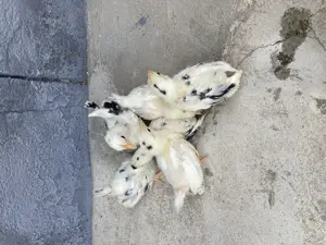 Păsări pitici de expoziție Chabo Bobat de vânzare !  - imagine 5