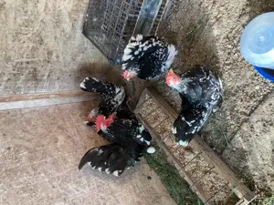 Rasă pură Chabo Bobat de vânzare,sunt păsări de expoziție!