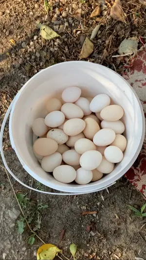 Păsări de expoziție Chabo Bobat de vânzare !  - imagine 3 Păsări de expoziție Chabo Bobat de vânzare !  - imagine 3