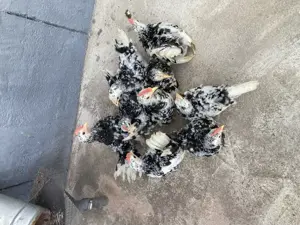 Păsări pitici de expoziție Chabo Bobat de vânzare !  - imagine 4