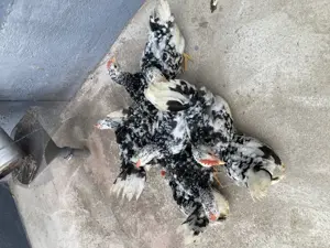 Păsări Chabo Bobat de vânzare,dețin rasa pură 100% !  - imagine 4