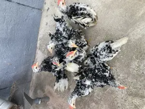 Rasă pură Chabo Bobat de vânzare,sunt păsări de expoziție! - imagine 3