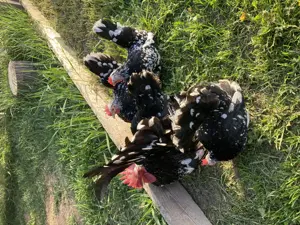 Păsări rare în România de vânzare !