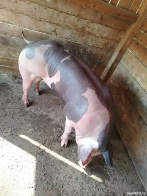 Porci Pietrain Belgian  - imagine 2