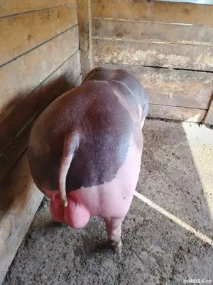 Porci Pietrain Belgian  - imagine 3