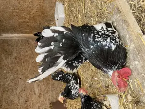 Ouă din păsări Chabo Bobat de vânzare ,dețin rasă pură - imagine 4