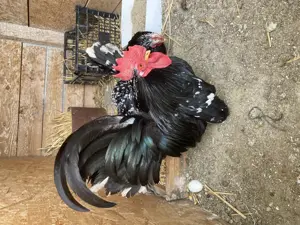 Ouă din păsări Chabo Bobat de vânzare ,dețin rasă pură - imagine 5