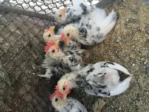 Păsări originale Chabo Bobat de vânzare!  - imagine 3 Păsări originale Chabo Bobat de vânzare!  - imagine 3