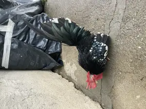 Păsări originale Chabo Bobat de vânzare!  - imagine 5 Păsări originale Chabo Bobat de vânzare!  - imagine 5