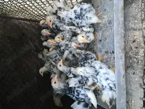 Păsări originale Chabo Bobat de vânzare!  - imagine 2 Păsări originale Chabo Bobat de vânzare!  - imagine 2