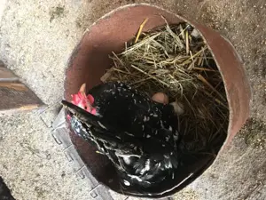 Păsări originale Chabo Bobat de vânzare!  - imagine 4 Păsări originale Chabo Bobat de vânzare!  - imagine 4