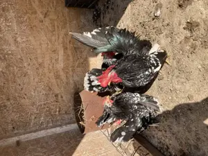 Rasă pură Chabo Bobat de vânzare,sunt păsări de expoziție! - imagine 4